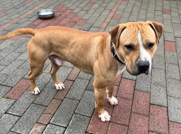 PABLO PIT BULL Foto 6